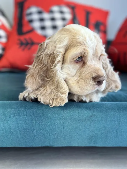 Puppies by Z. Picture 3