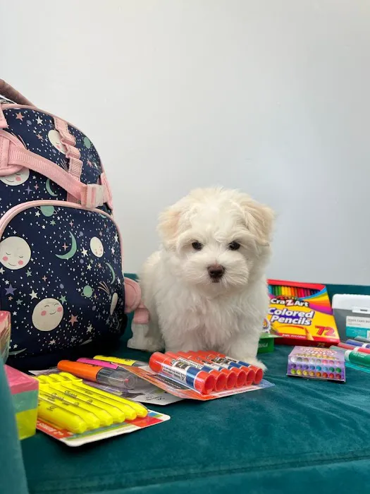 Puppies by Z. Picture 2