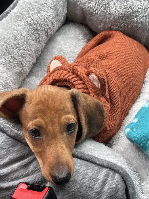 Puppies by Z. Picture 6