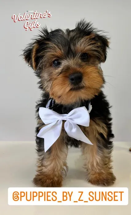 Puppies by Z. Picture 10