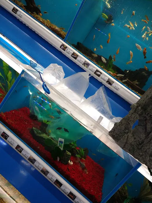 Pet Supermarket Picture 2