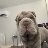 Wurtsboro Veterinary Clinic ico