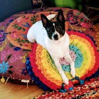 I Love Pets ico