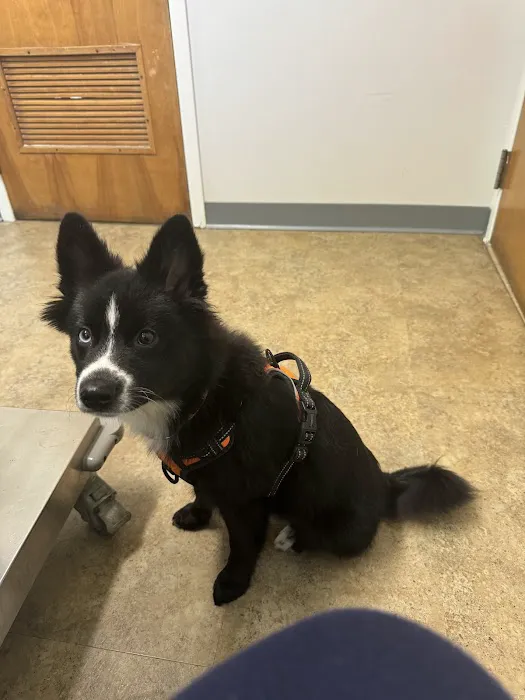 Ringwood Animal Hospital Picture 9