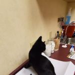 ANGY PET SHOP