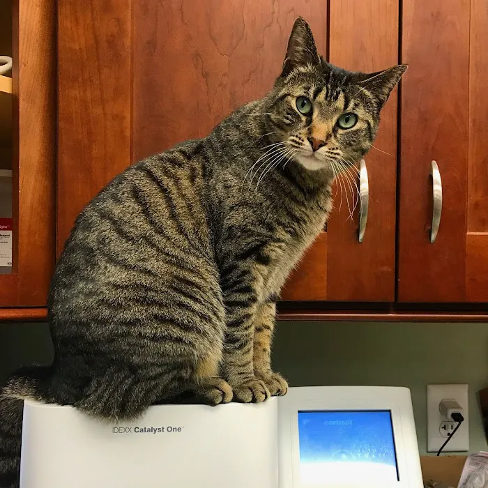The Pets I Love Veterinary Hospital Picture 4
