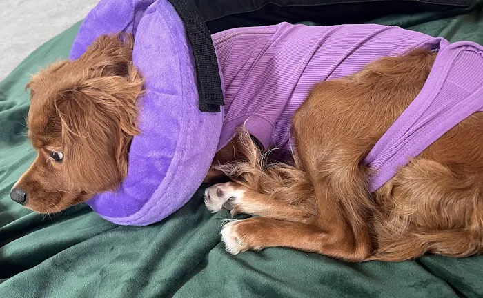 L&G Pet Supply Picture 1