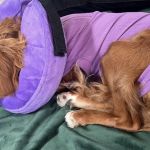 L&G Pet Supply