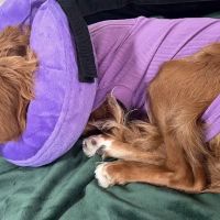 L&G Pet Supply ico