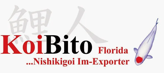 KoiBito-Florida Picture 2