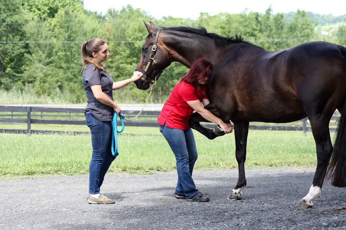 Equilibrium Veterinary Services Picture 1