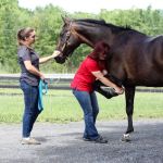 Equilibrium Veterinary Services