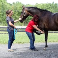 Equilibrium Veterinary Services ico