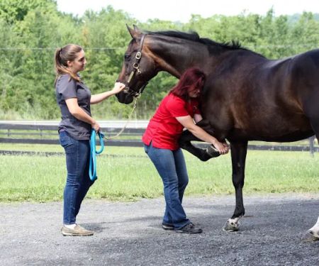 Equilibrium Veterinary Services