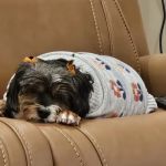 Banfield Pet Hospital