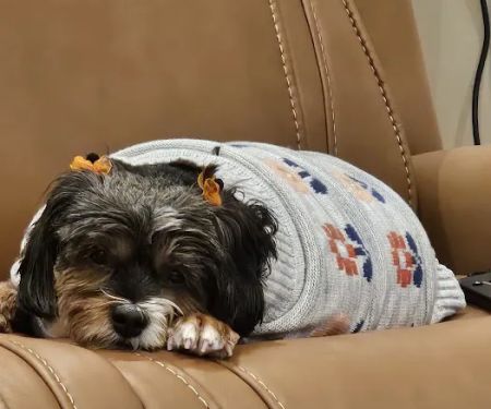 Banfield Pet Hospital