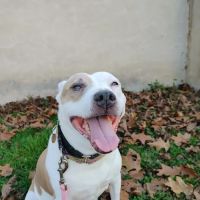 Shoemaker Avenue Animal Hospital ico