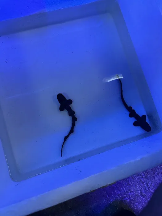 Neptunes Aquarium Store Picture 2