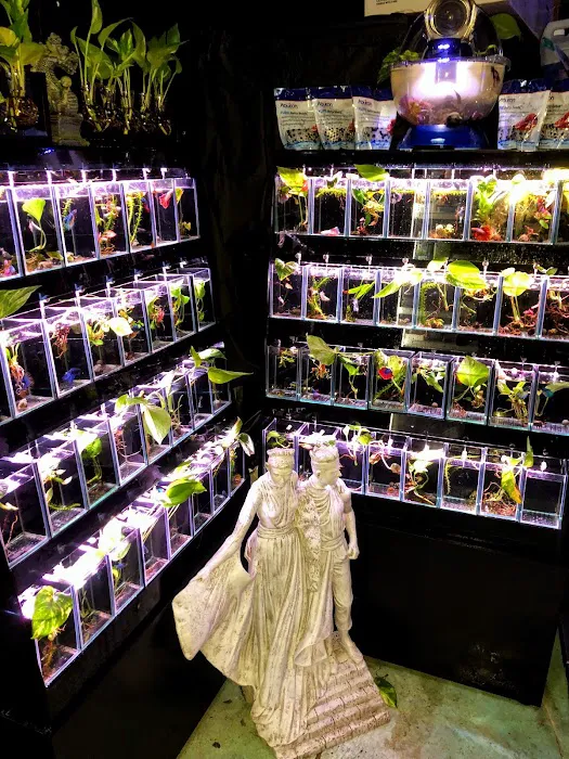 Neptunes Aquarium Store Picture 3