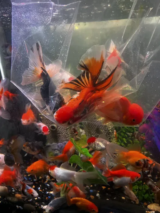 Neptunes Aquarium Store Picture 5