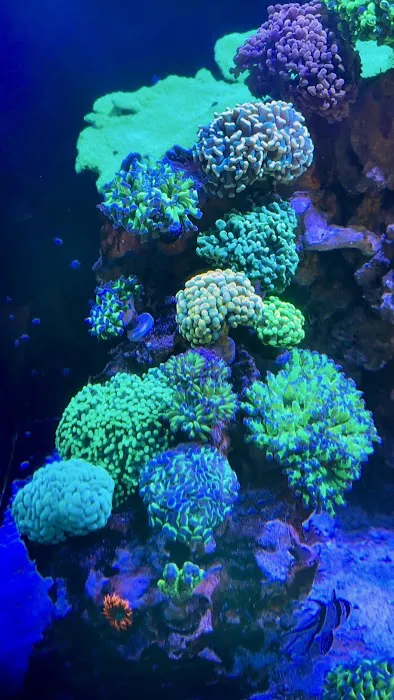 Neptunes Aquarium Store Picture 6