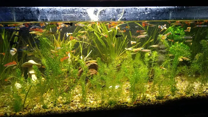 Neptunes Aquarium Store Picture 7
