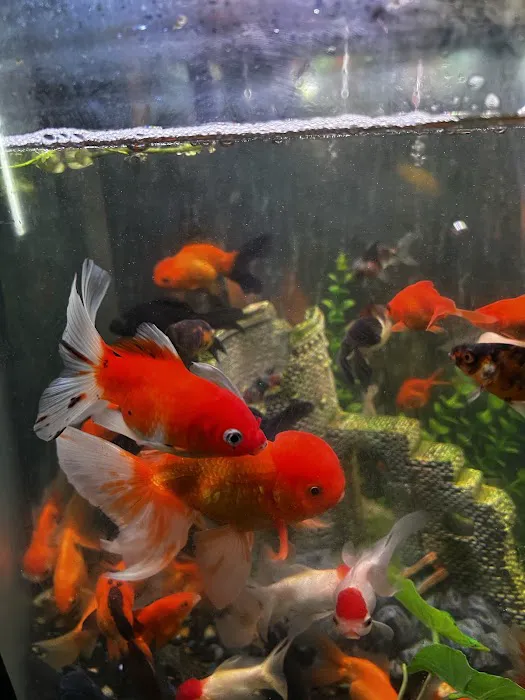 Neptunes Aquarium Store Picture 8