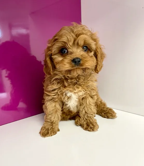 Luxury Puppies Picture 5