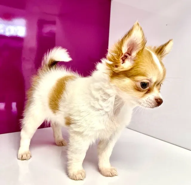 Luxury Puppies Picture 4