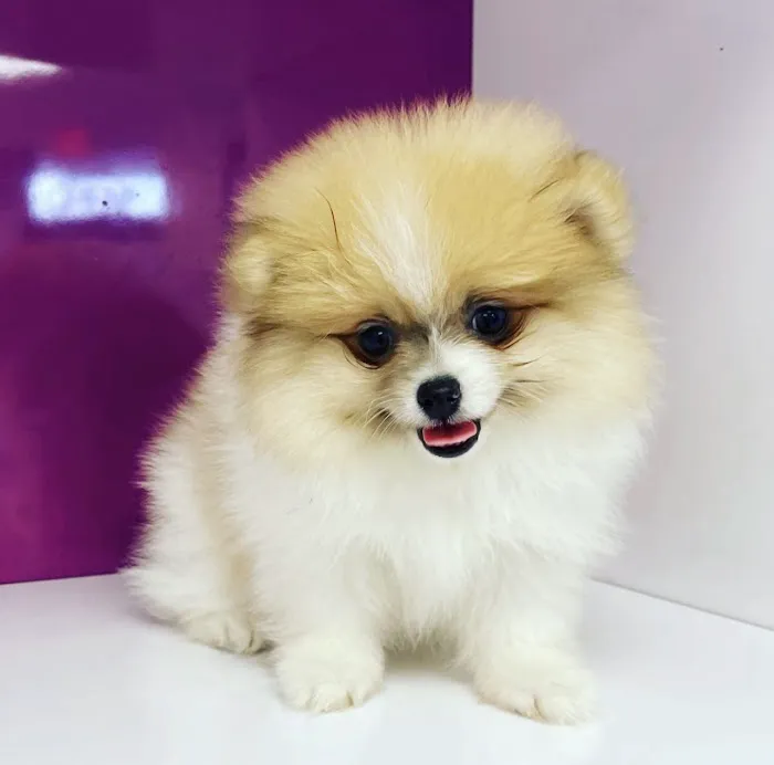 Luxury Puppies Picture 8
