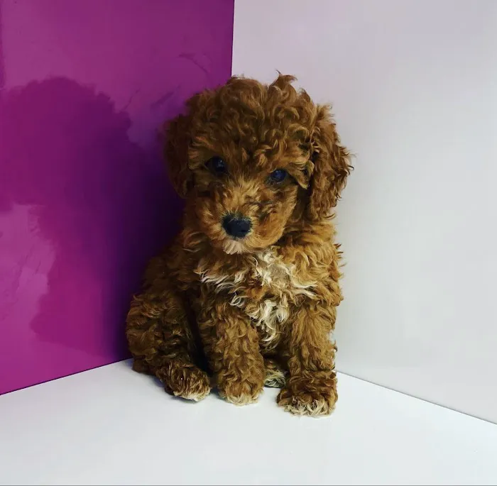 Luxury Puppies Picture 7