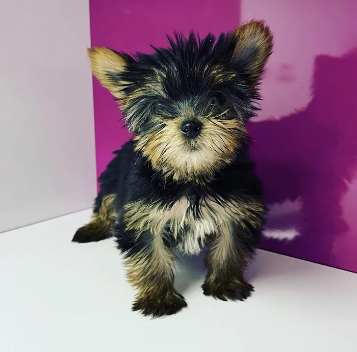 Luxury Puppies Picture 10