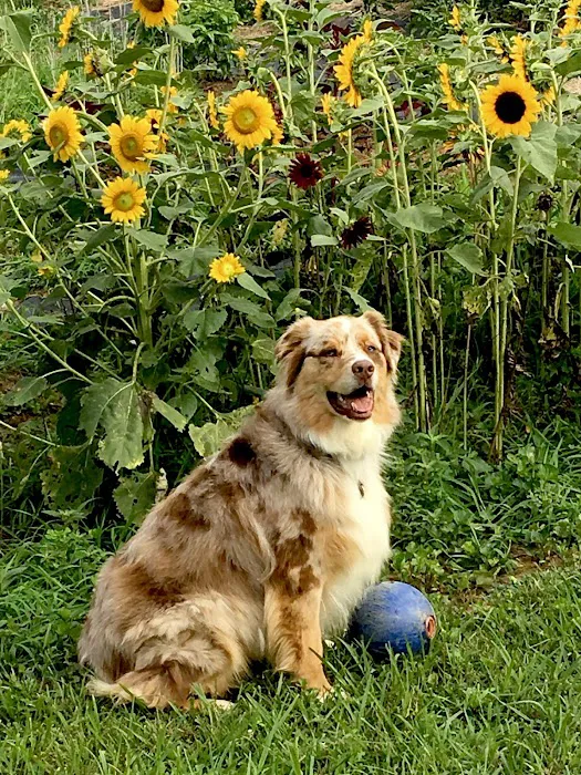 Sykesville Veterinary Clinic Picture 5
