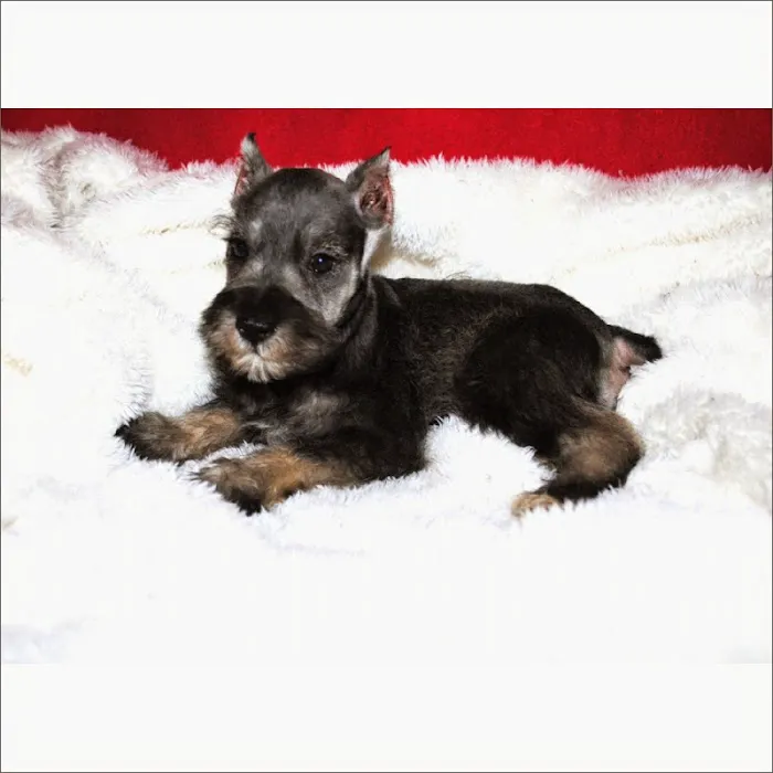 Hairy's Puppies World - Miami Puppy Store Picture 4