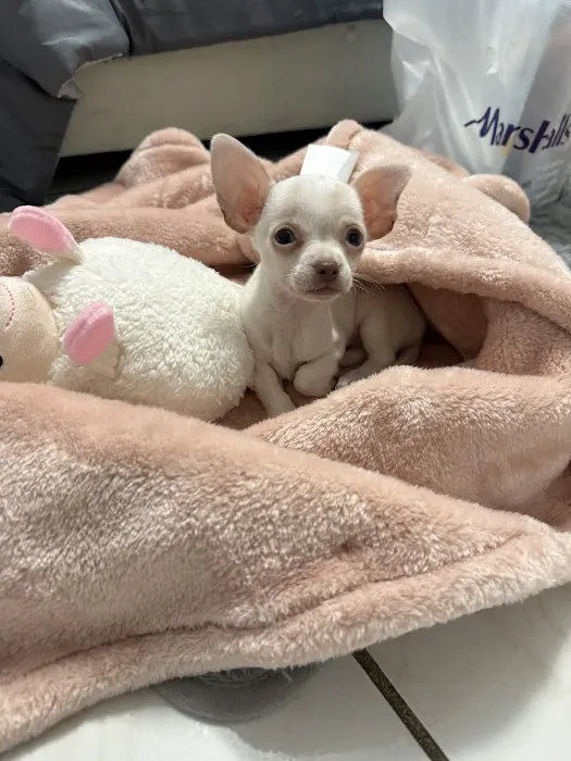 Hairy's Puppies World - Miami Puppy Store Picture 5