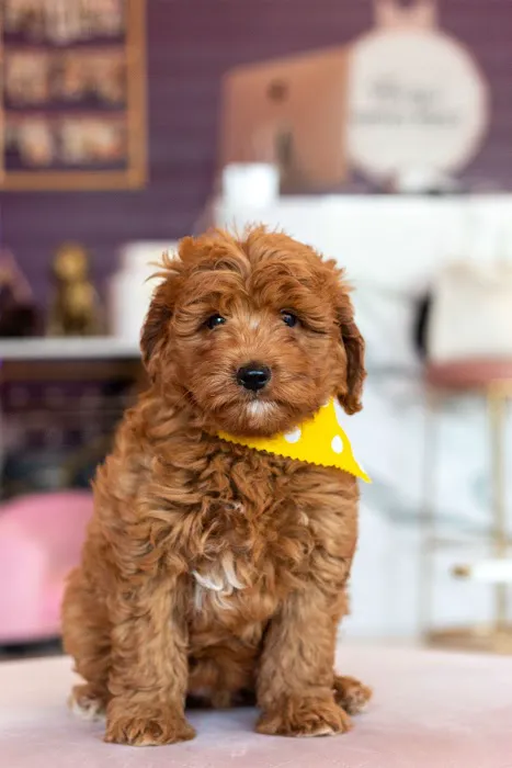 Hairy's Puppies World - Miami Puppy Store Picture 6