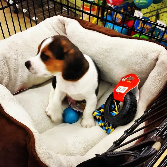 Hairy's Puppies World - Miami Puppy Store Picture 8