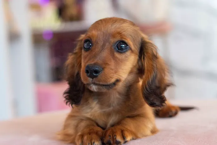 Hairy's Puppies World - Miami Puppy Store Picture 7