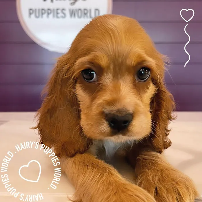Hairy's Puppies World - Miami Puppy Store Picture 10