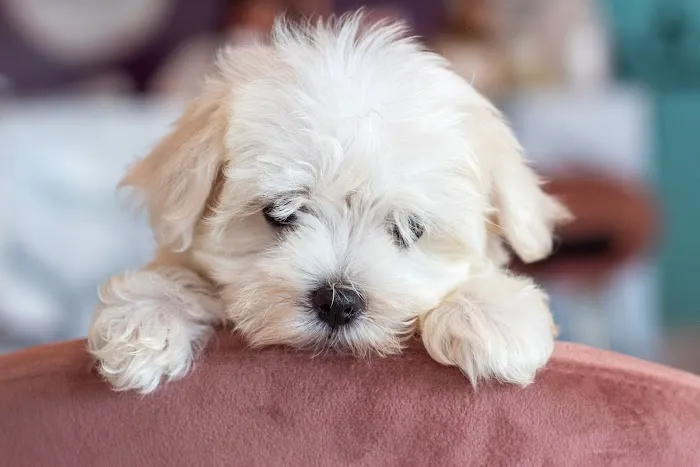 Hairy's Puppies World - Miami Puppy Store Picture 9