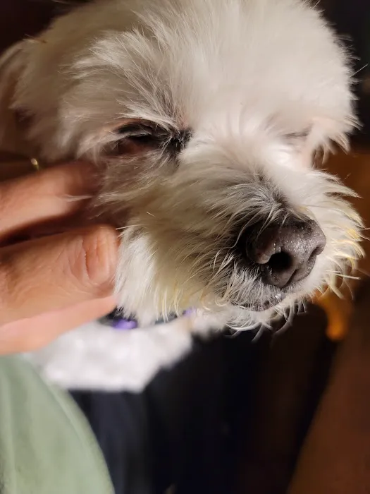 Summit Animal Hospital Picture 2