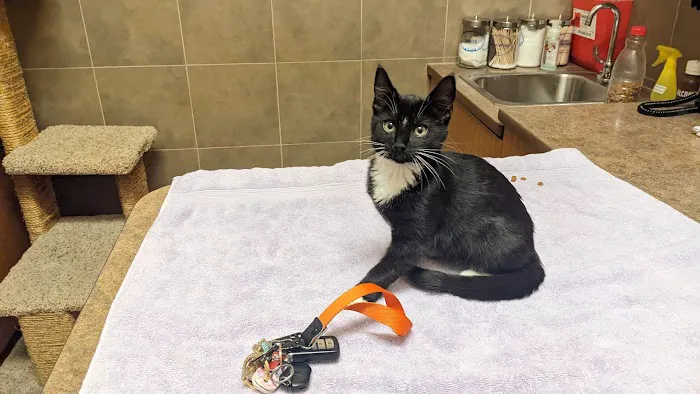 Summit Animal Hospital Picture 10