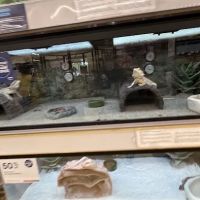 Petco ico