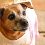 South Carroll Veterinary Hospital