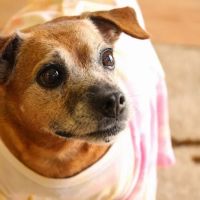 South Carroll Veterinary Hospital ico