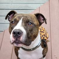 Keysville Mobile Veterinary Services LLC ico