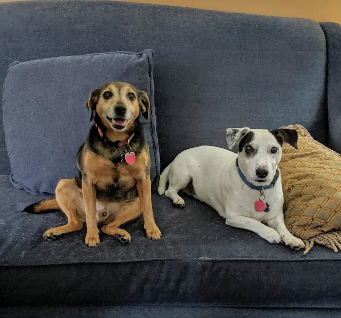 Keysville Mobile Veterinary Services LLC Picture 7