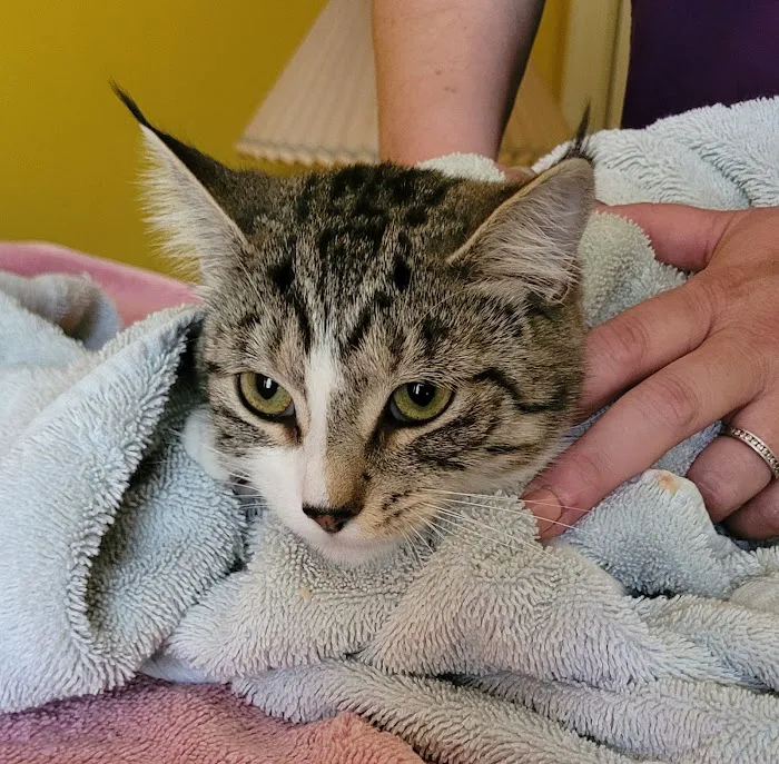 Keysville Mobile Veterinary Services LLC Picture 8