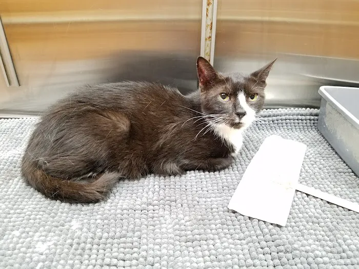 P.A.W. Veterinary Clinic Picture 1