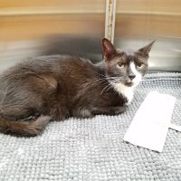 P.A.W. Veterinary Clinic ico